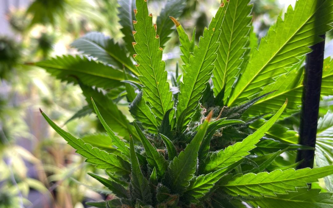 Con el apoyo del Gobierno del Chubut, productor de cannabis medicinal participará de Feria Internacional en Alemania