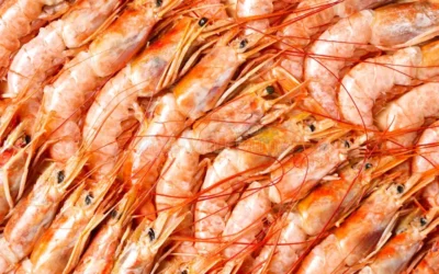 Actualizan protocolo de calidad para langostinos argentinos